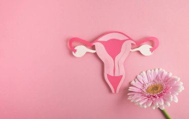 Kadın sağlığı, üreme sistemi konsepti. Dekoratif model rahim ve pembe arka planda çiçek. Üst görünüm, alanı kopyala