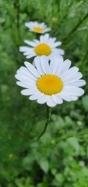 Close Van Een Witte Madeliefje Het Gras — Stockfoto