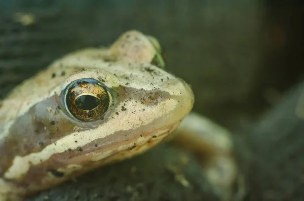 Close Sapo Listrado Verde Rasteja Para Fora Chão Após Hibernação — Fotografia de Stock