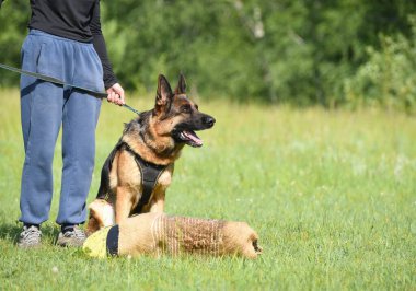Koruyucu hizmet için bir Alman çoban köpeği cinsinin eğitilmesi.