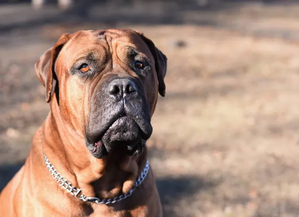 Ritratto Cane Razza Bullmastiff Una Causa Rossa — Foto Stock