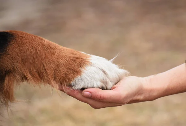 Begreppet Hand Djur Tass Hund Handflatan Man — Stockfoto