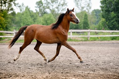 Galli midilli soyundan genç bir at Levada 'da koşar.. 