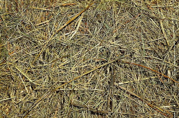 Latar Belakang Tekstur Rumput Kering Hay Untuk Hewan — Stok Foto