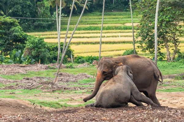 Genç ile fil — Stok fotoğraf