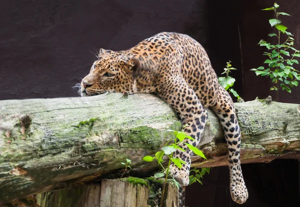 Sri Lankan leopard — Stock Photo, Image