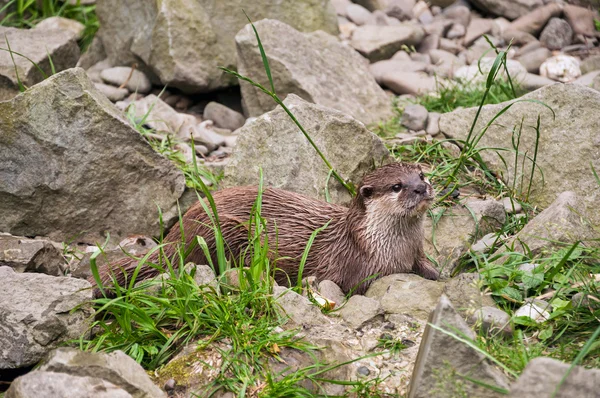 Oriental small-clawed otter — Stock Photo, Image