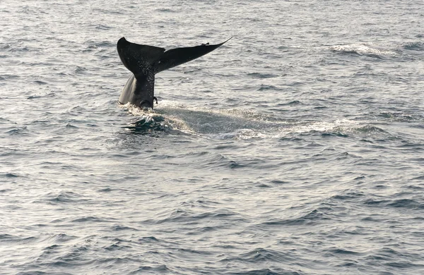 Whale tail — Stock Photo, Image