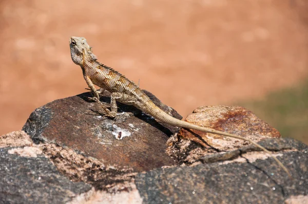 Lizard — Stock Photo, Image