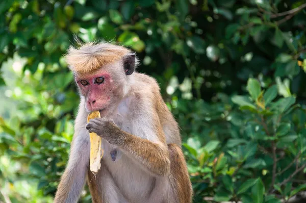 Toque Macaque monkey — Stock Photo, Image