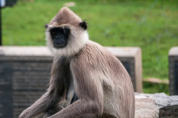 Hanuman langur — Stock Photo, Image