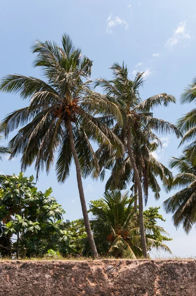 Coconut palms — Stock Photo, Image