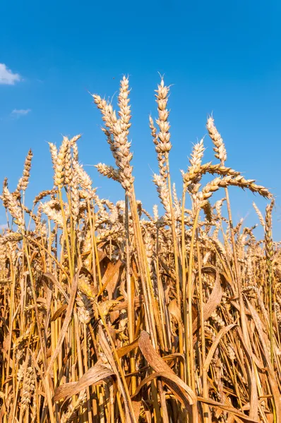 Wheat field with blue sky — Stock Photo, Image