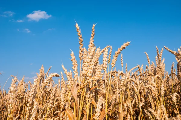 Wheat field with blue sky — Stock Photo, Image