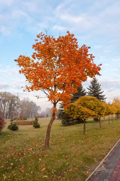 Podzimní strom javor. — Stock fotografie