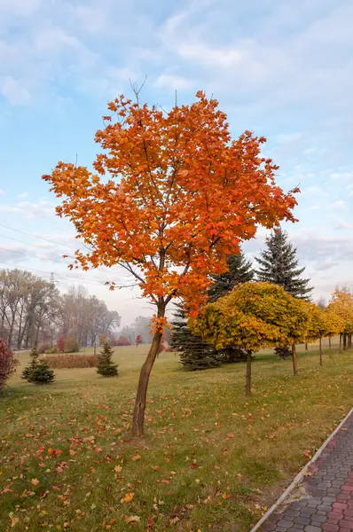 Herfst esdoorn. — Stockfoto