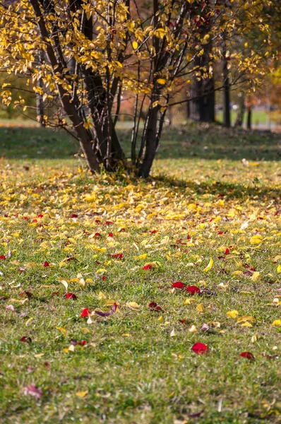 Feuilles colorées sur l'herbe — Photo