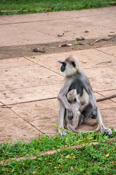 Hanuman langur avec les jeunes — Photo