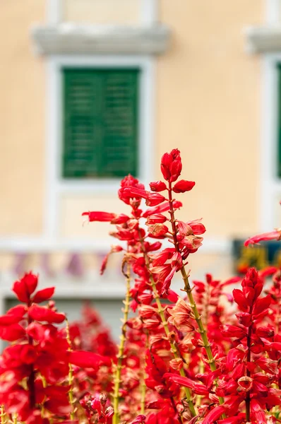 Röda blommor i makarska — Stockfoto