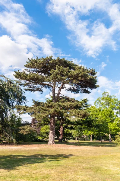 Boom in kew gardens — Zdjęcie stockowe