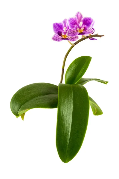 Lila orkidé blomma med blad — Stockfoto