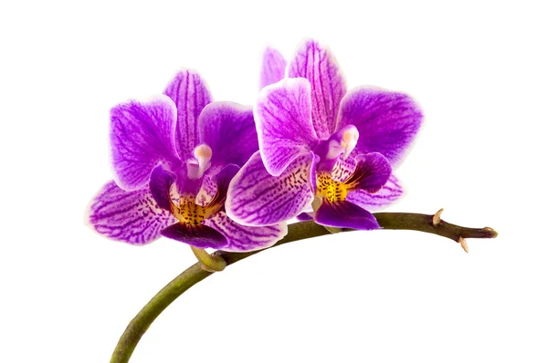 Violet strimmiga orkidé — Stockfoto