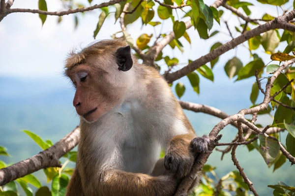 Macaque posing for photo — Stock Photo, Image