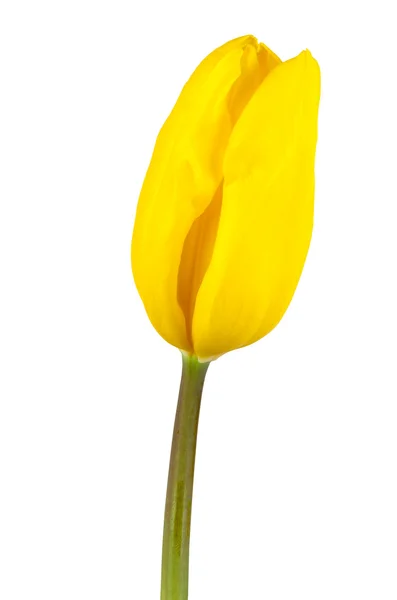 Tulipano giallo su sfondo bianco — Foto Stock