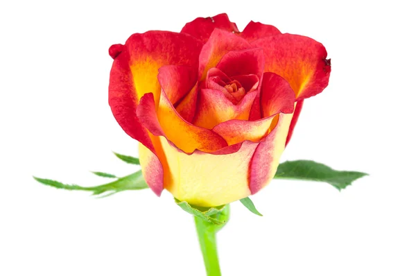 Closeup of red yellow rose flower — Stock Photo, Image