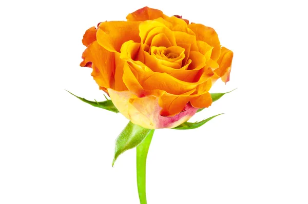 Closeup of orange rose flower — Stock Photo, Image