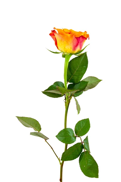 Orange rose flower on white background — Stock Photo, Image