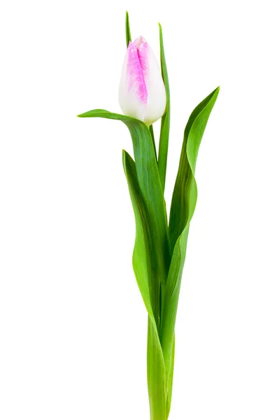 Розовый белый тюльпан — стоковое фото