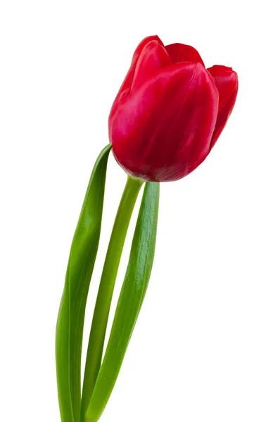 Red tulip on white background — Stock Photo, Image
