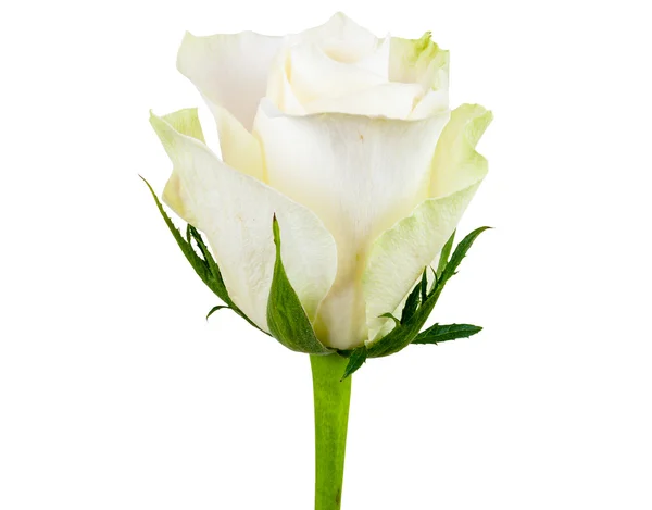Closeup of white rose flower — Stock Photo, Image