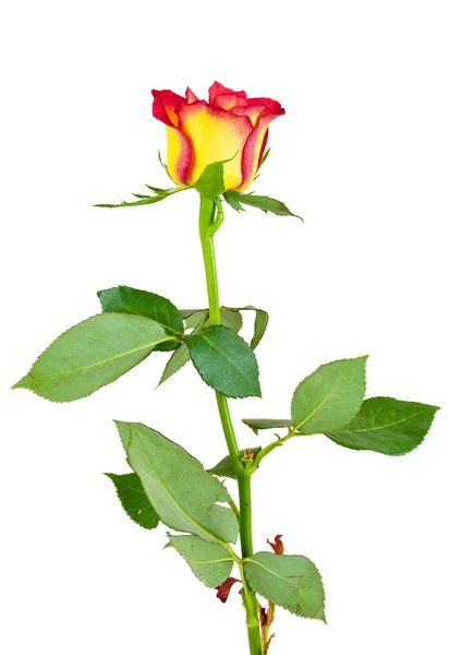 Red yellow rose flower on white background — Stock Photo, Image