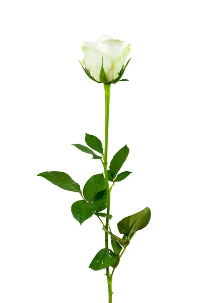 White rose flower on white background — Stock Photo, Image