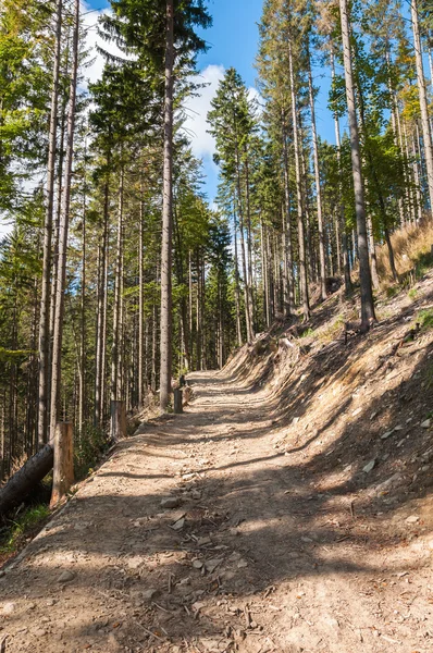 Sentiero forestale nelle montagne Beskid — Foto Stock