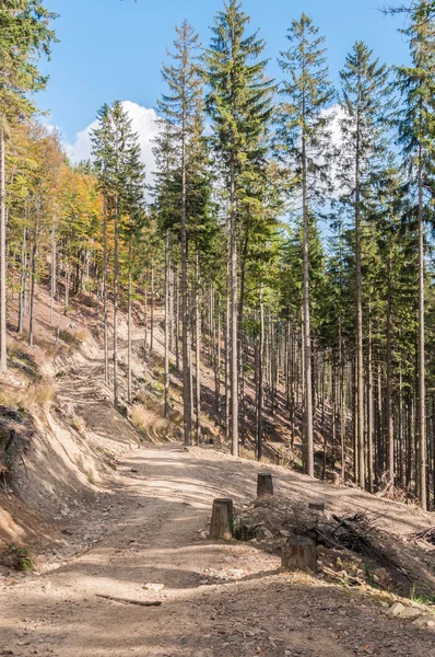Caminho florestal em Beskid Mountains — Fotografia de Stock