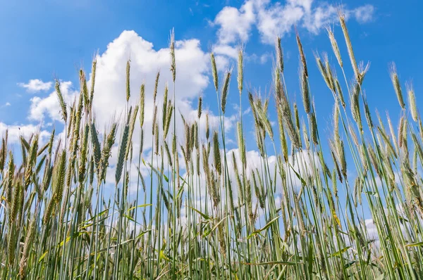 Green ears of wheat — Stock Photo, Image