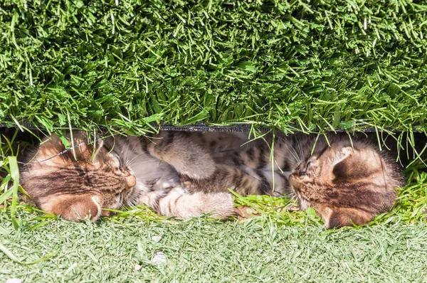 Kediler çim — Stok fotoğraf