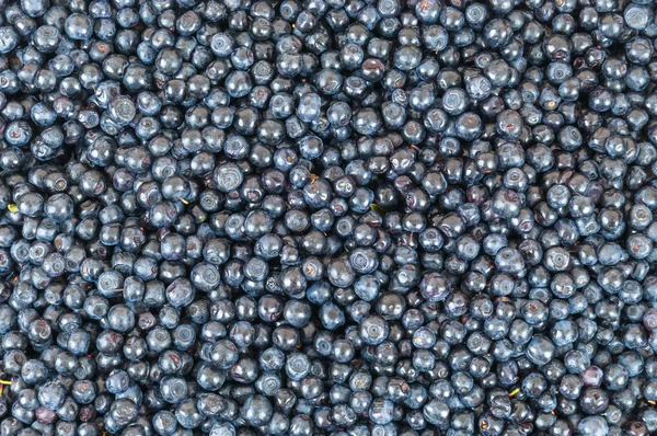 Blueberries background — Stock Photo, Image