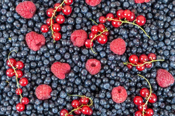 Arándanos frambuesas grosellas rojas fondo — Foto de Stock