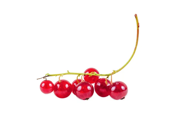 Bunch of red currant isolated on white background — Stock Photo, Image