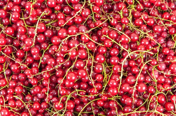 Red currant background — Stock Photo, Image