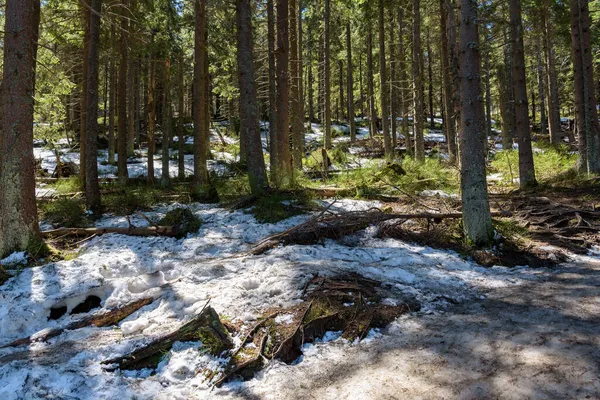 Přírodní Krajina Zasněženého Lesa Svahu Babia Gora — Stock fotografie