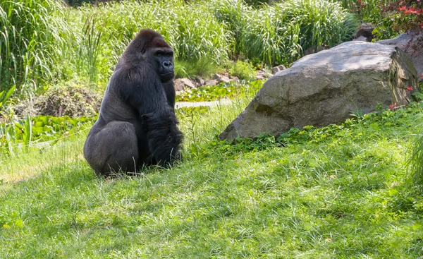 Goril çimenlerin üzerinde — Stok fotoğraf