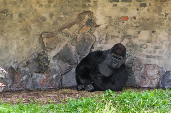 Posing-Gorilla — Stockfoto