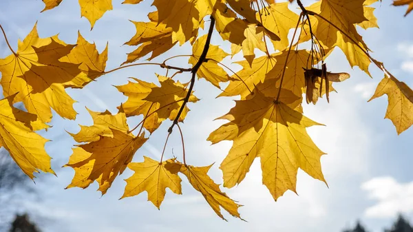 Yellow Maple Leaves Tree Autumn Sunny Day — Stock Photo, Image