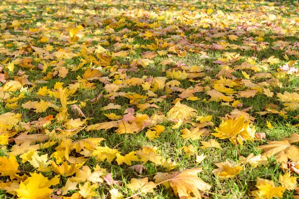 Colorful Autumn Leaves Grass Natural Background — Stock Photo, Image