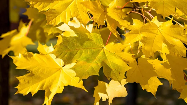 Closeup Yellow Maple Leaves Tree Autumn Sunny Day Seasonal Natulan — Stock Photo, Image